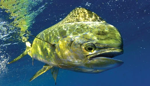 Lambuka Renkleri parlayan balığının yüzeyde yüzdüğü su altı fotoğrafı.