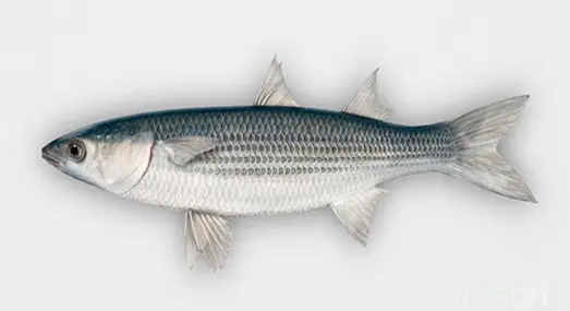 Ceran kefali, Ege ve Akdeniz kıyılarında.