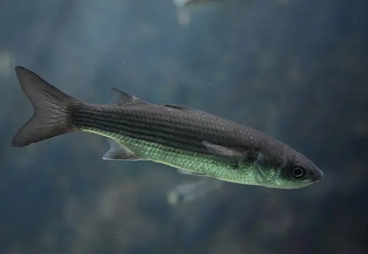 Çulara kefali, Ege ve Akdeniz sularında.