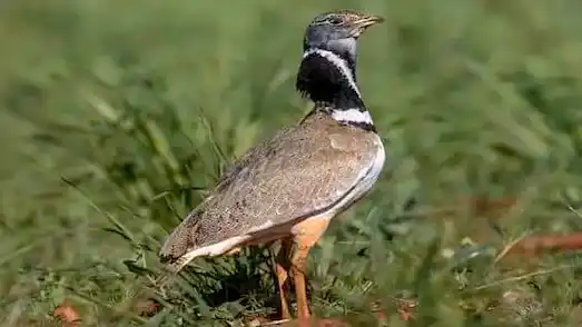Mezgeldek (Tetrax tetrax) Hakkında 1 Mezgeldek kuşu, üreme döneminde yuvasına yakın, doğal yaşam alanlarında bulunan toprak renkli yumurtalarını korur.