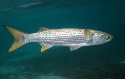 Kefal Çeşitleri Has kefal, Mugil cephalus, Türkiye kıyı sularında hareket ediyor.