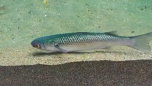 Rus Kefali (Mugil so-iuy) Kıyı sularında yüzen Rus kefali balığı 