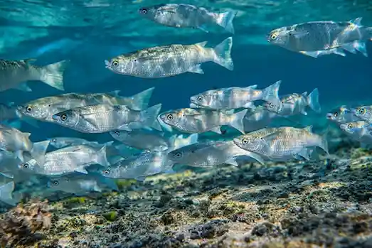 Dudaklı kefal, küçük boyutlu Türkiye kefali.