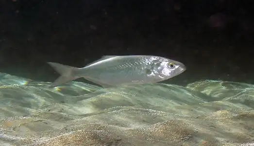 Lüfer (Pomatomus saltatrix) Nedir, Özellikleri 3 Lüfer balığının keskin dişleri ve güçlü çene yapısı