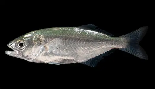 Lüfer (Pomatomus saltatrix) Nedir, Özellikleri 1 Lüfer Sahte yemle avlanan lüfer balığı