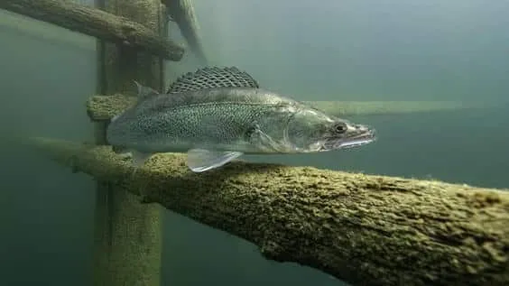 Sudak balığı, suyun derinliklerinde avlanan ve güçlü çeneleriyle dikkat çeken bir tatlı su yırtıcısıdır.