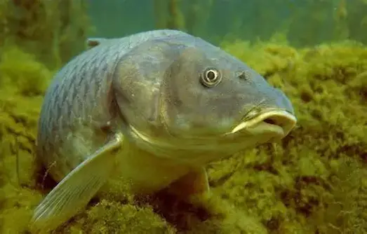 Sazan Balığı: Özellikleri ve Avlanma Teknikleri 8 Sazan (Cyprinus carpio) Göl ortamında yaşayan sazan balığı Cyprinus carpio