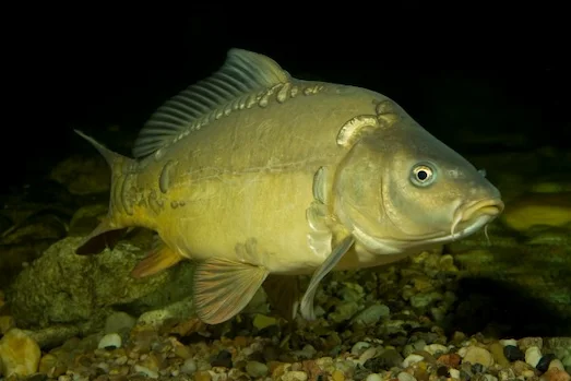 Sazan (Cyprinus carpio) balığının pullu vücut yapısı ve baş detayı
