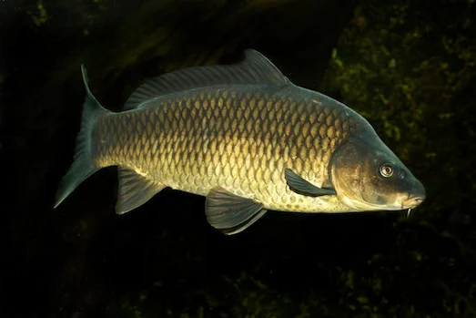 Sazan (Cyprinus carpio) Tatlı suda yaşayan sazan balığı Cyprinus carpio