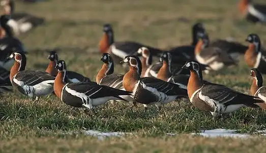 Sibirya Kazı (Kırmızı Göğüslü Kaz) Özellikleri 2 Sibirya Kazı Sibirya tundrasında yaşayan bir grup kaz, soğuk koşullarda özgürce dolaşıyor