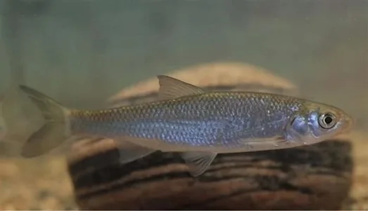 Sis Balığı Sis balığının ağız ve gövde yapısı