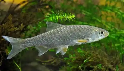 Sis Balığı Akıntılı nehirde yaşayan sis balığı görünümü