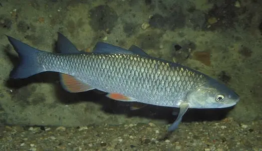 Tatlısu Kefali berrak suyun yüzeyinde yüzerken, vücudu hızlı hareket etmeye olanak tanıyan aerodinamik bir şekilde konumlanmıştır.