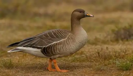 Tundra Kazı: Anser serrirostris Bilinmiyenleri 3 Tundra Kazı sürüsü otluk alanda