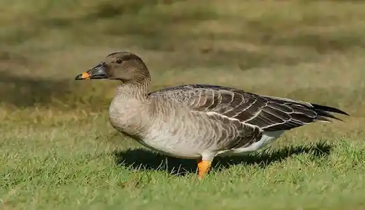 Tundra Kazı: Anser serrirostris Bilinmiyenleri 2 Tundra Kazı beslenmek için doğal yaylım alanında