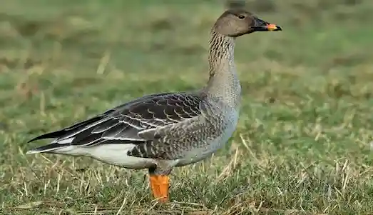 Tundra Kazı çimelik bölgede beslanme modunda