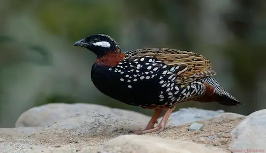 Turaç kuşu doğal habitatı