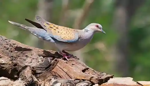 Üveyik kuşu ağaç dallarında oturuyor, kahverengi ve gri tüyleri belirgin