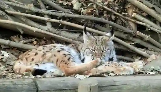 Vaşak (Lynx lynx) doğal ortamında