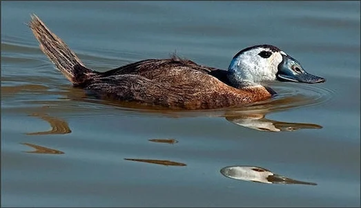 Dikkuyruk Ördek - Özellikleri ve Yaşam Alanları 2 Dikkuyruk Ördek sulak alanda yüzerken