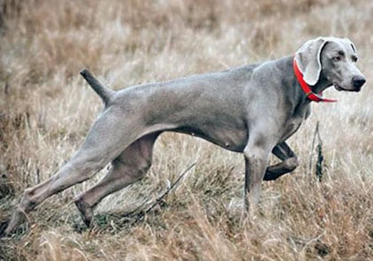 Weimaraner av sırasında koku alan weimaraner kuşçu av köpeği