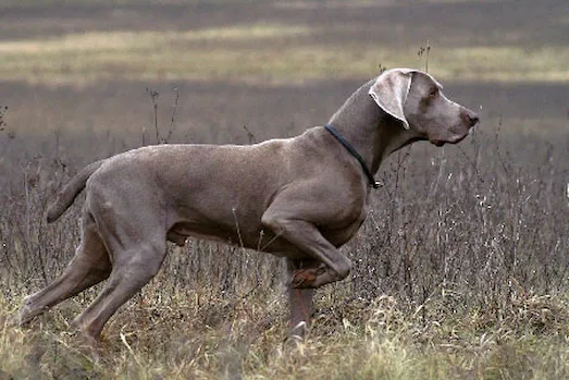 Weimaraner açık arazide duran gümüş renkli weimaraner av köpeği