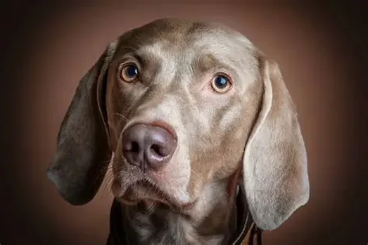 Weimaraner av köpekleri çok zeki hayvanlardır.