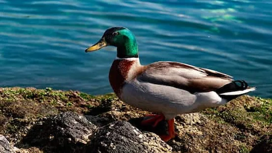 Yeşilbaş Ördek: Yaşam Döngüsü ve Doğal Habitatı 1 Yeşilbaş Ördek Gölette yüzen parlak yeşil başlı erkek Yeşilbaş ördeği.