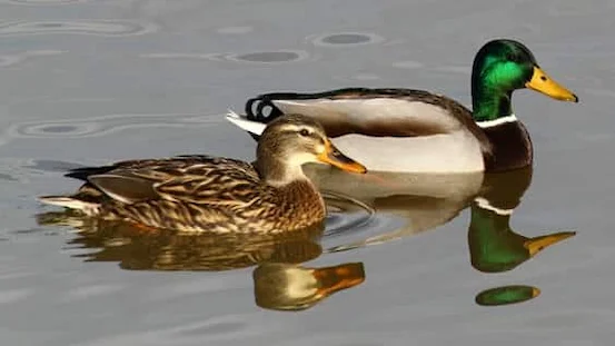 Yeşilbaş Ördek: Yaşam Döngüsü ve Doğal Habitatı 2 Yeşilbaş Ördek Sulak alanda beslenen kahverengi desenli dişi Yeşilbaş ördeği.