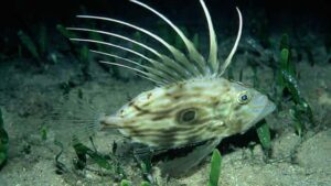 Dülger Balığı Zeus faber: Yaşamı ve Özellikleri 2 Dülger balığının yüz detaylarını gösteren yakın plan su altı fotoğrafı.