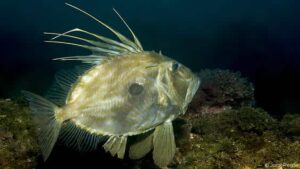 Dülger Balığı Zeus faber: Yaşamı ve Özellikleri 1 Gövdesindeki koyu halka ile tanınan dülger balığının su altı görüntüsü.