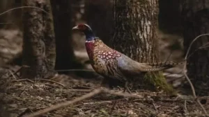 Bayağı Sülün : Ormanın Görkemli Misafiri 2 Bayağı sülün, doğal yaşam alanında, renkli tüylerini sergileyerek avcıların dikkatinden kaçmaya çalışıyor.