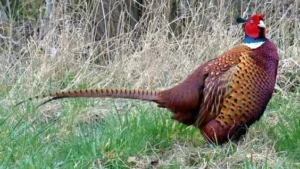 Bayağı Sülün : Ormanın Görkemli Misafiri 1 Bayağı sülün, orman zemininde çevresine uyum sağlayarak avcılardan korunuyor.