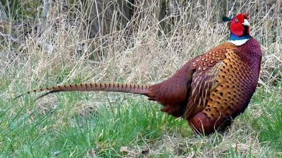 Bayağı sülün, orman zemininde çevresine uyum sağlayarak avcılardan korunuyor.