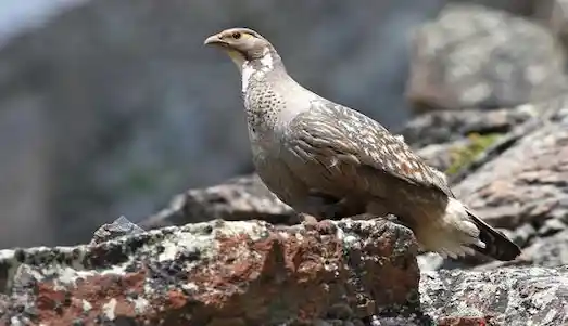 Urkeklik doğal yaşam alanında
