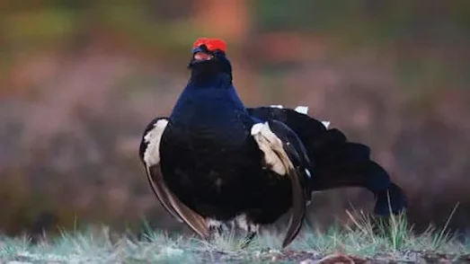 Dağ Horozu Erkek dağ horozu, çiftleşme sırasında renkli tüylerini açarak dikkat çekici bir dans sergiliyor.