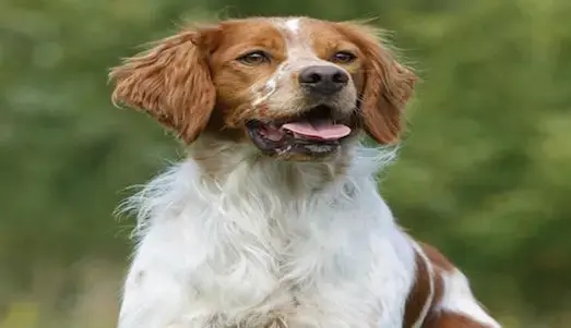 Epagneul Breton Av Köpeği açık arazide çalışan epagneul breton av köpeği