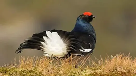 Dağ Horozu doğduğu andan itibaren bağımsız olarak orman zemininde dolaşıyor.