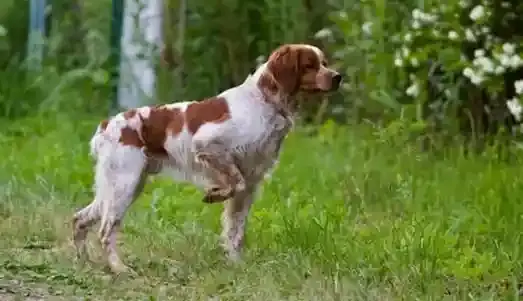 Epagneul Breton Av Köpeği: kuş avında avı işaretliyor