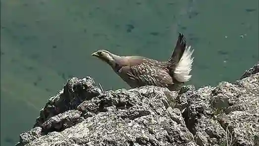 : Urkeklik kuşu kayalık bir alanda, kahverengi ve gri tüyleriyle görülüyor.