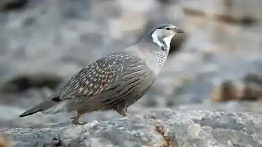 Urkeklik kuşu kayalık bir alanda, kahverengi ve gri tüyleriyle görülüyor.