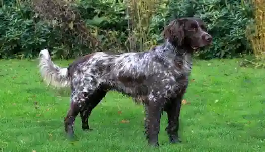 Alman Uzun Tüylü Pointer oyun modunda
