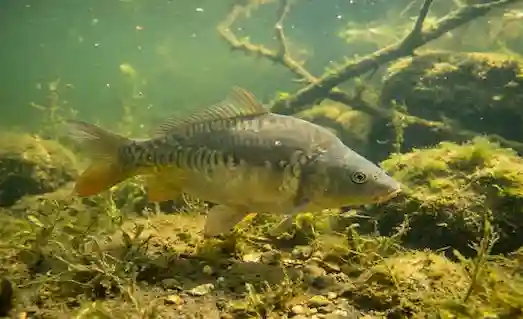 Aynalı Sazan Nerede Bulunur ve Nasıl Yaşar? 4 Aynalı Sazan yaşam alanında