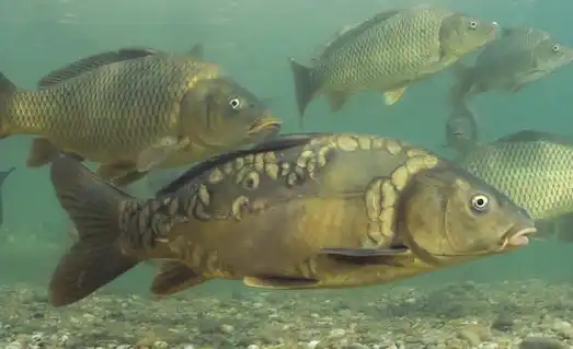 Aynalı Sazan Nerede Bulunur ve Nasıl Yaşar? 3 Aynalı Sazanlar resimde sürü halinde