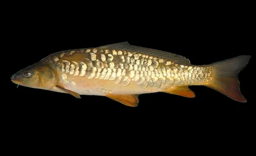 Aynalı Sazan Nerede Bulunur ve Nasıl Yaşar? 1 Aynalı Sazan resmde tek başına