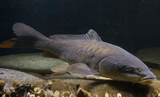 Aynalı Sazan Nerede Bulunur ve Nasıl Yaşar? 2 Aynalı Sazan doğal yaşam alanında