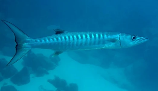 Baraküda (Sphyraena familyası) denizde yüzüyor