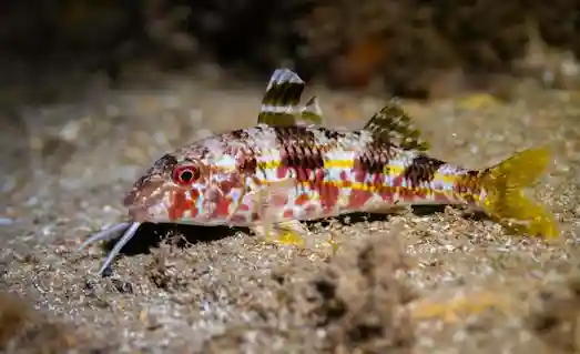 Barbun (Mullus barbatus) etli yapısı ve çevikliğiyle suyun dibinde gezinirken besin arayan bir deniz balığıdır.