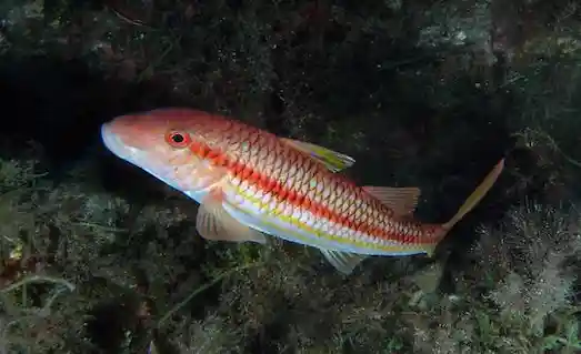 Barbun (Mullus barbatus) yaşam alanında besleniyor