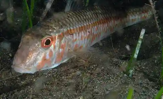 Barbun (Mullus barbatus) üreme döneminde, suyun dibinde güvenli bölgelerde yumurtalarını bırakır ve türünün devamını sağlar.